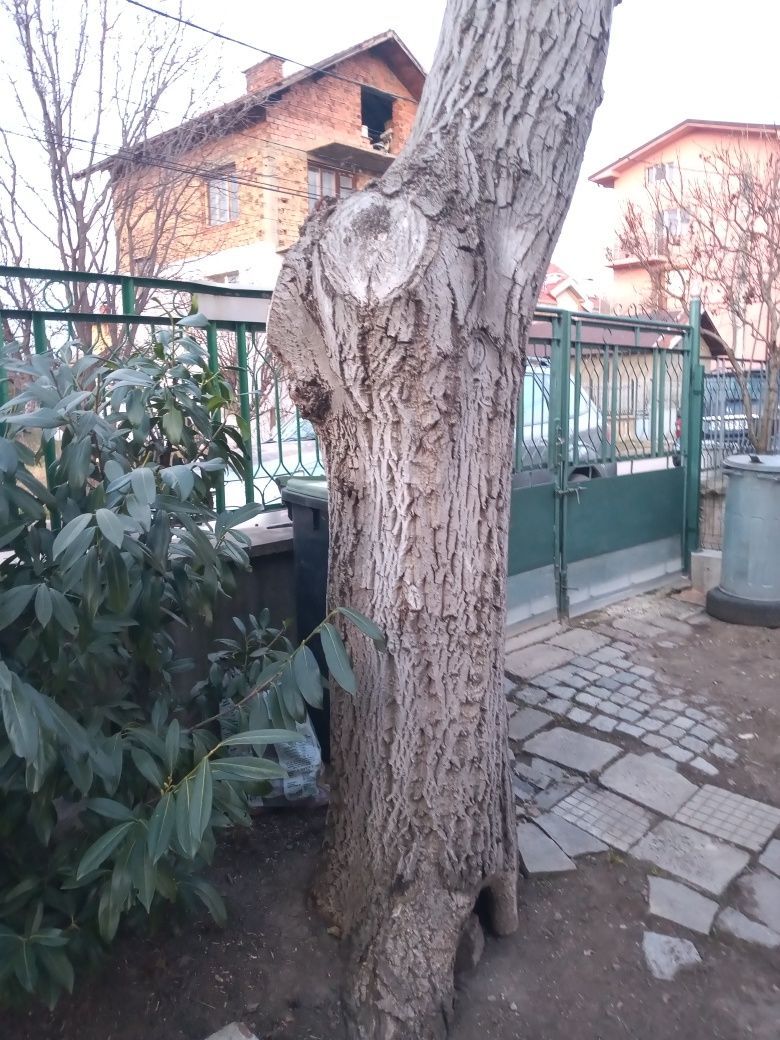Продавам орехово дърво