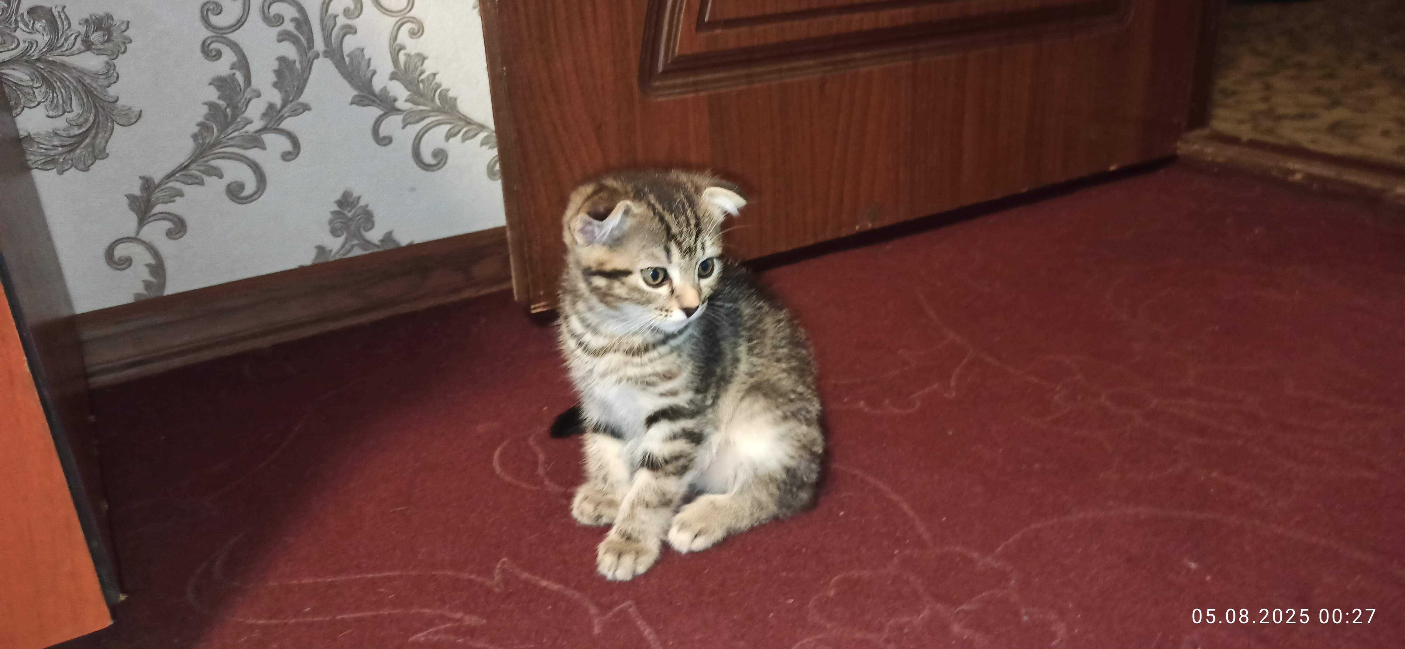 Продаётся котёнок Scottish Fold