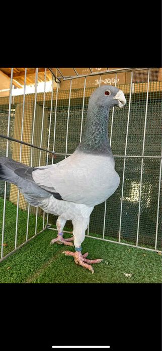 Voiajori germani Barless