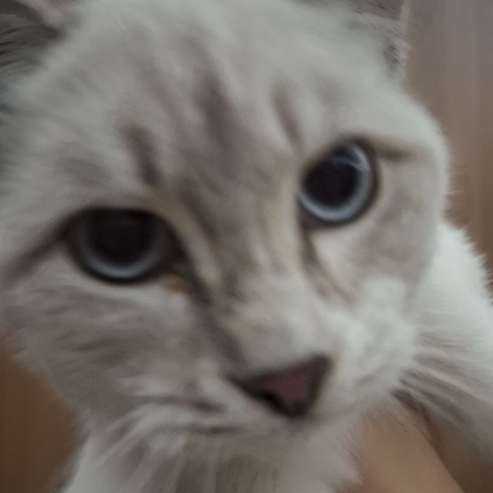 Сиамский кот, в добрые руки