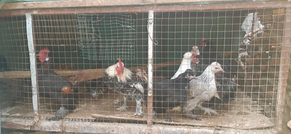 Yapon tovuqlar sotiladi