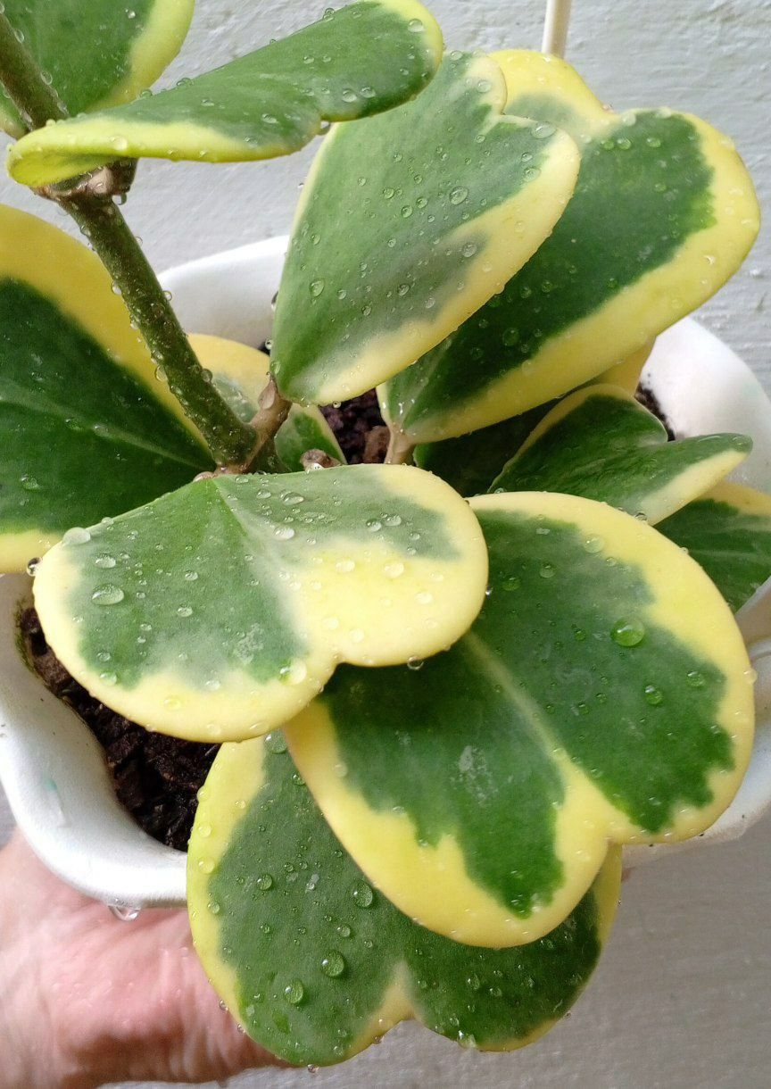 Хойя Керри вариегатная  (Hoya Kerrii Variegata). Экзотическое растение