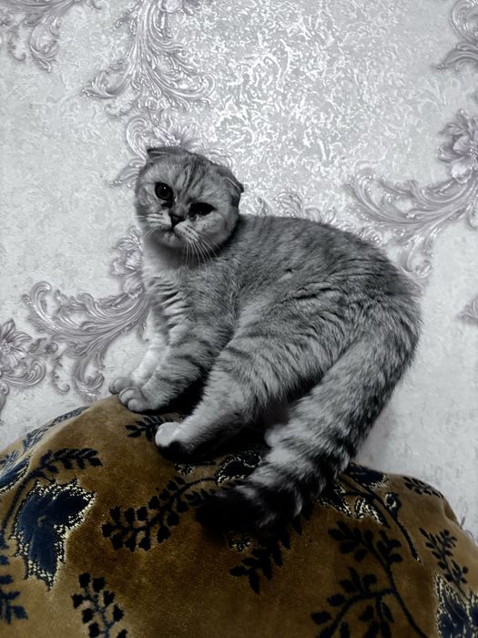 Вислоухий котенок