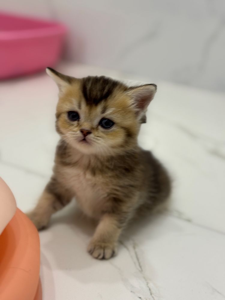 Котенок скоттиш страйт шотландская девочка