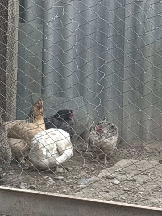 Продаю петуха с 8 курочками домашние