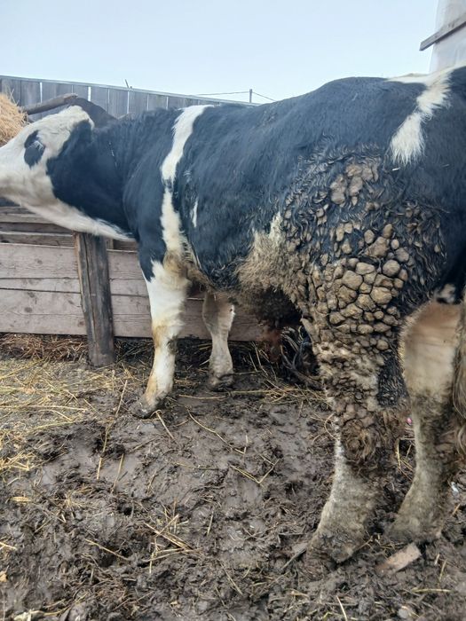 Vând viței de crescut sau tăiat!