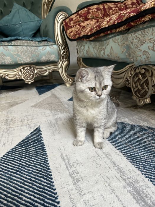 Продаю котенка британскую короткошерстную  девочка