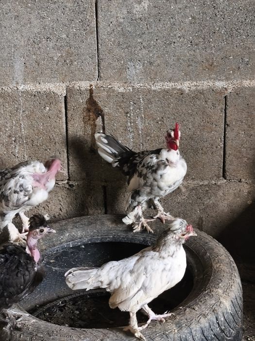 Cocoși pitici iopani toy