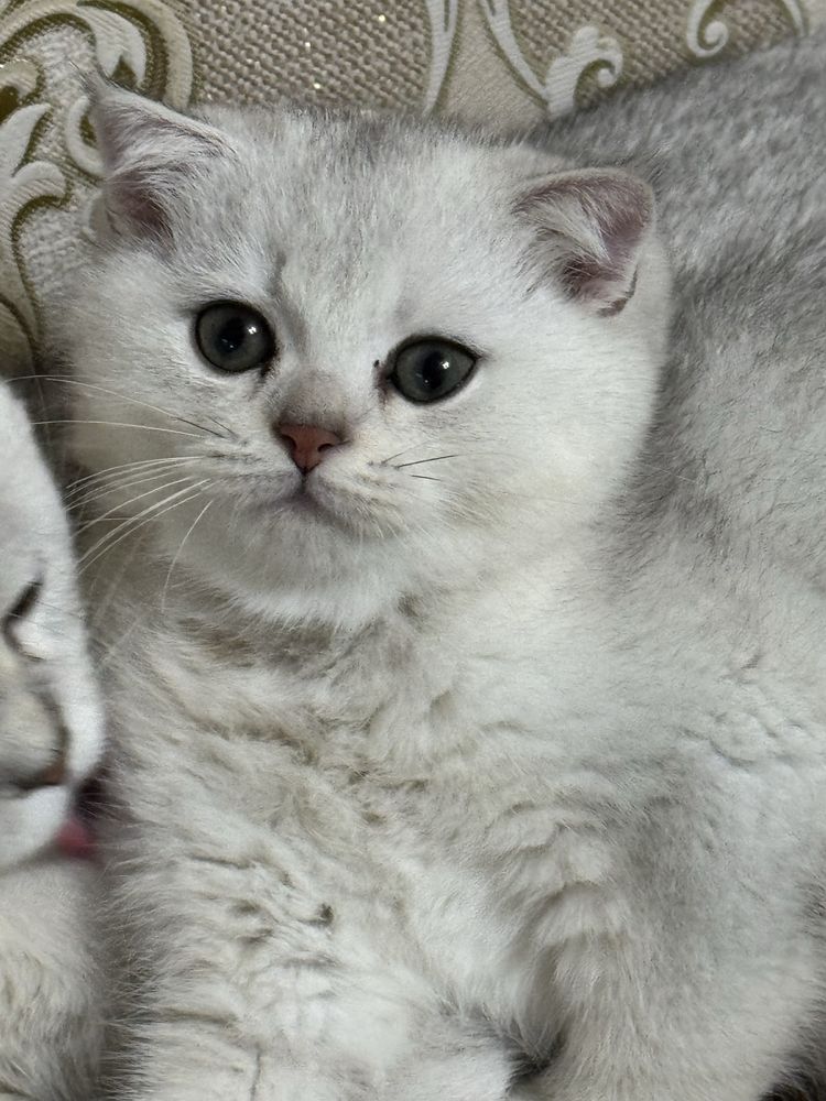 продаются котятки милые шиншилы