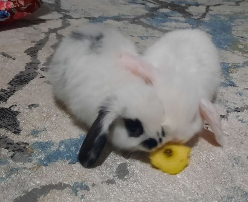 Zotdor quyonlar sotiladi