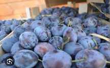 Prune pentru țuică și pălincă
