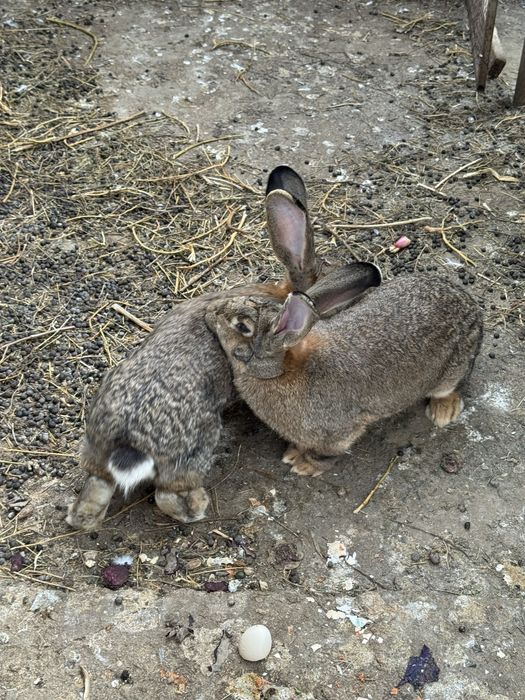 2 iepuroaice urias german