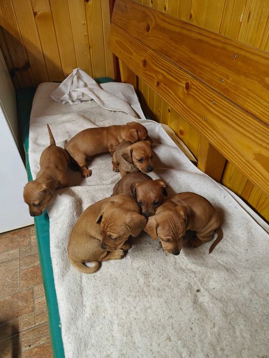 Продавам чистокръвни дакели