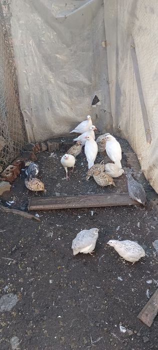 Масков вирджински пъдпъдък
Ku