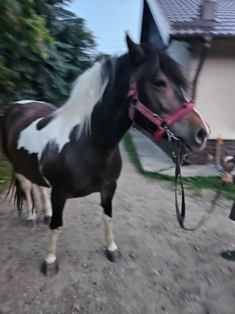 Vand Iapa pestrita gestanta iapa are 4 ani