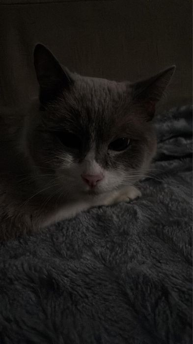 Кошка очень милая