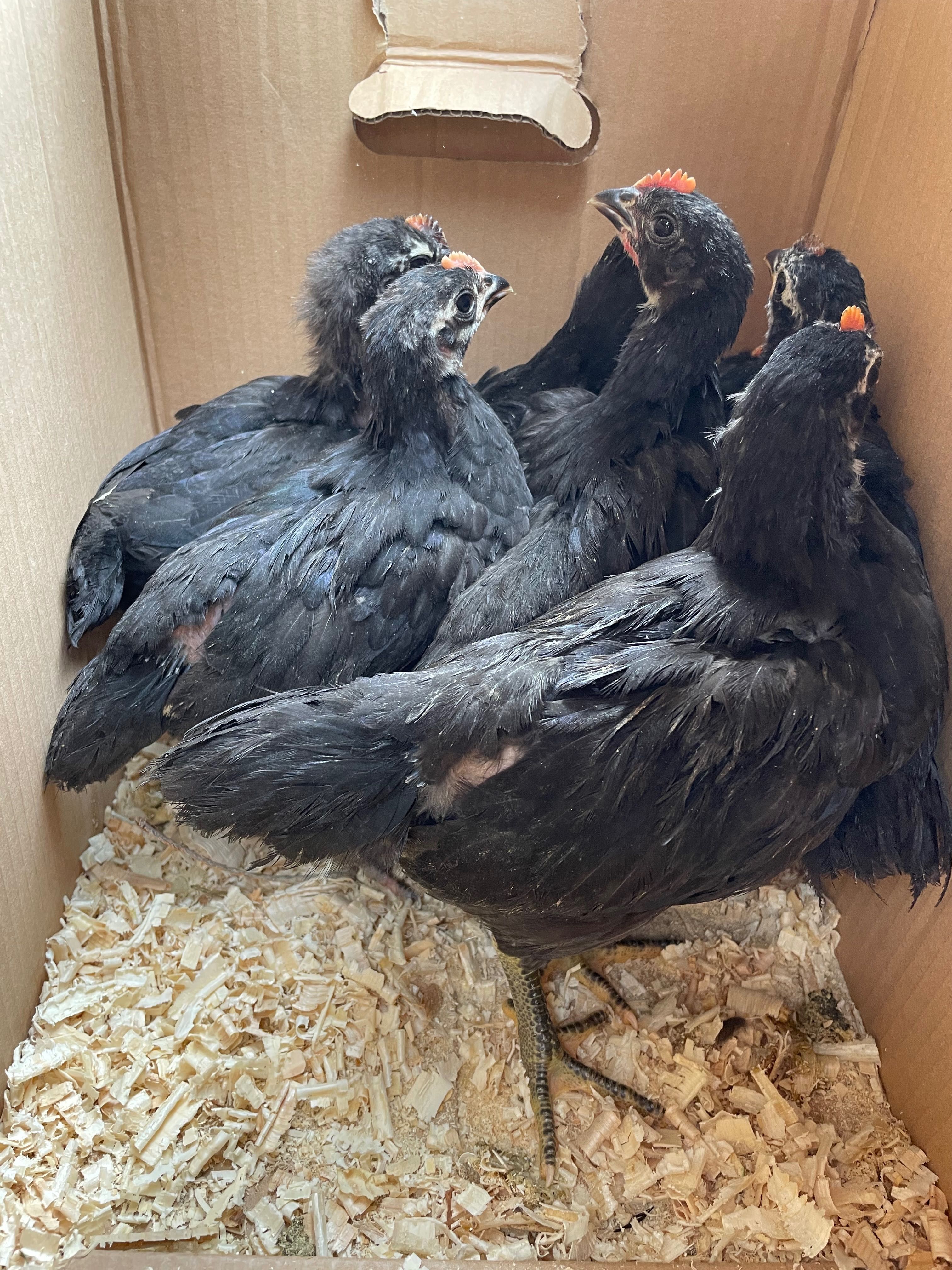 Australorp negru pui de două luni din găini extrem de ouătoare