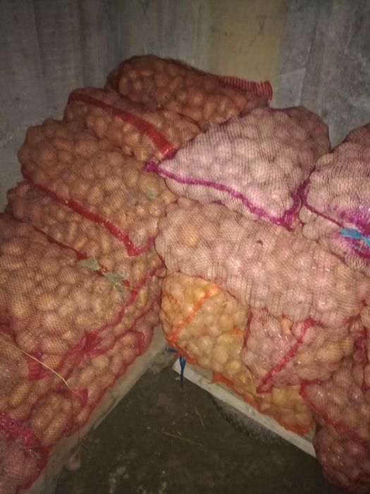 Vând, schimb, Cartofi de consum, sămânță, animale