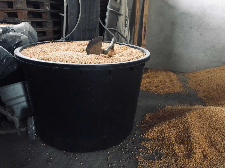 Vand porumb, 1.50 lei/kg