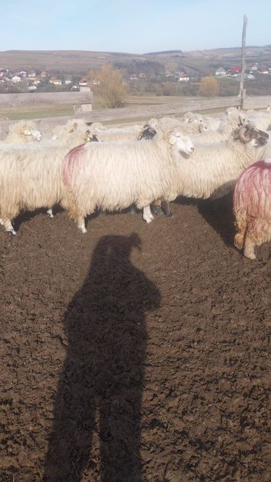 Vând 100 oi țurcane.