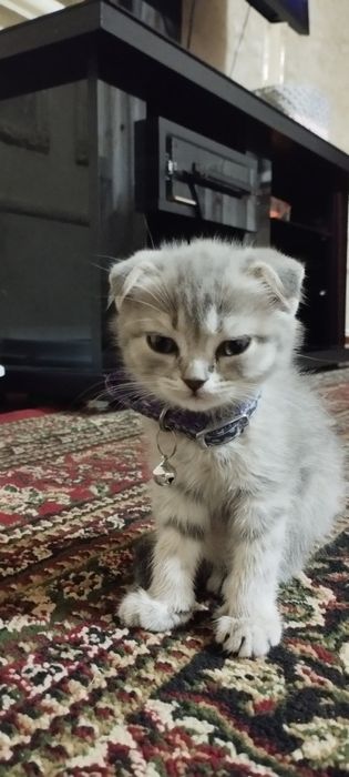Скотиш фолд девочка 1,5 месяца