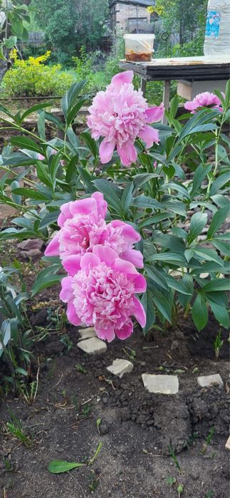 Дача на федоровке