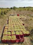 struguri de vin productie 2025