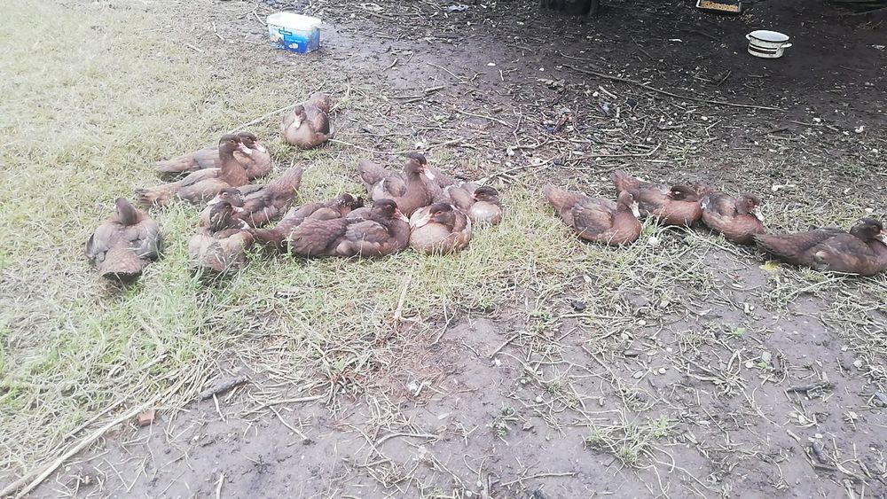 Vind boboci de rață