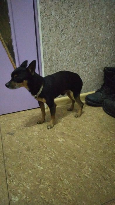 Вязка той терьера. Опытный шикарный.