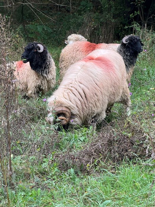 De vanzare 3 bucalai