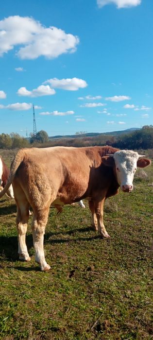 Vând viței 6 și 2 tăurași !