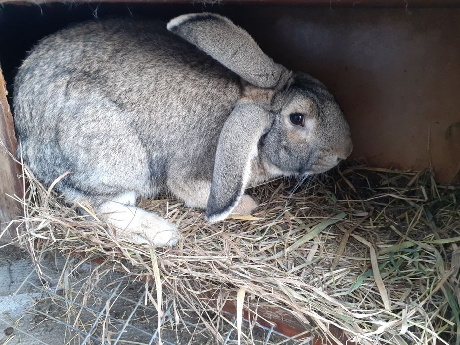 Продам кроликов Фландр