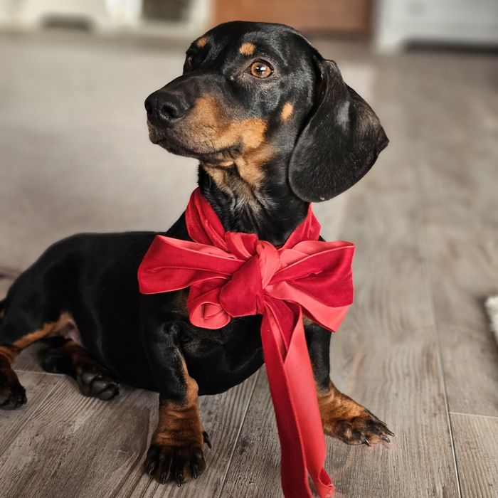 Cățelușă teckel de 6 luni – prietenoasă, jucăușă și iubitoare