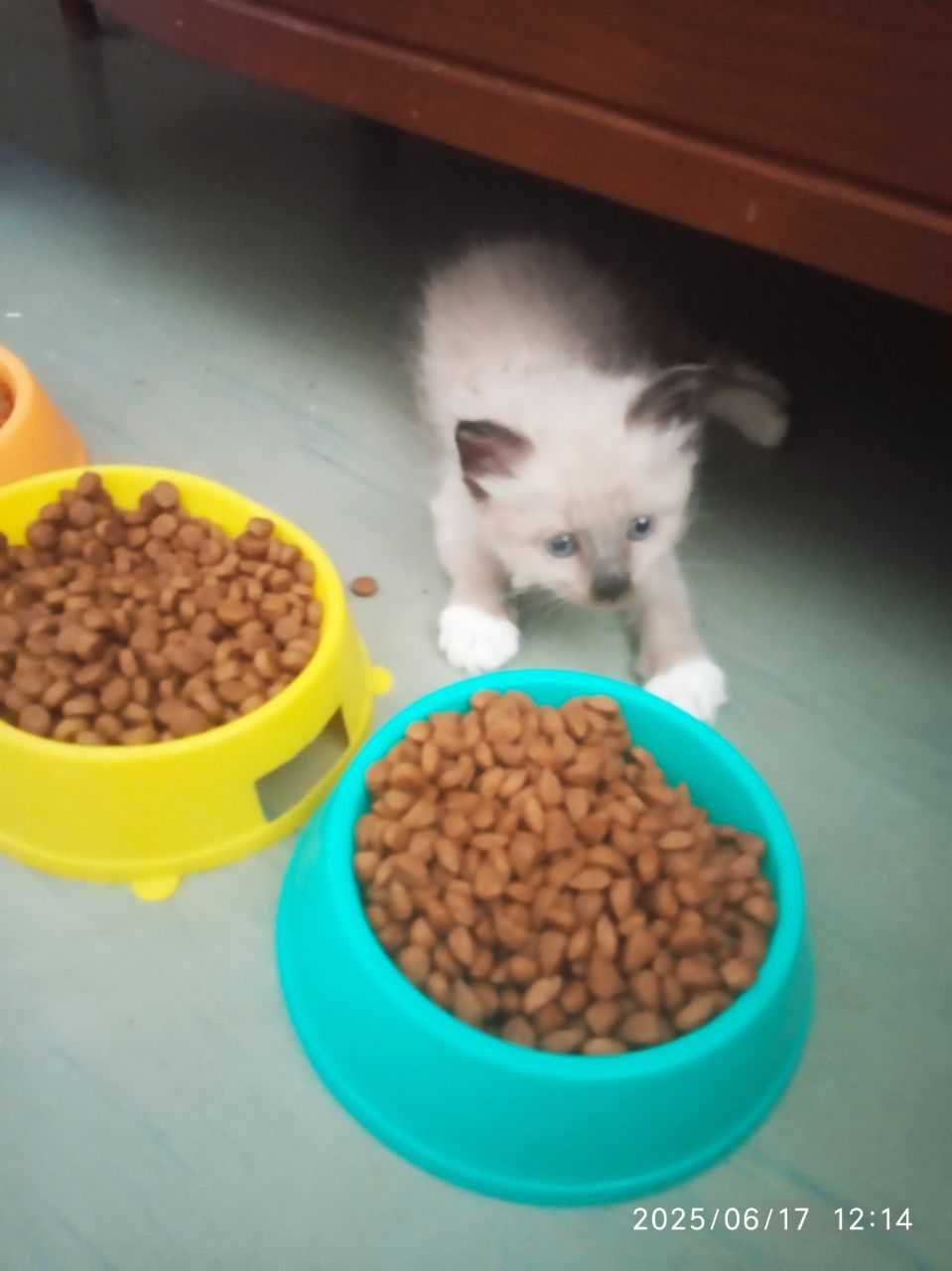 Котята Тайской породы. Смотрите фото