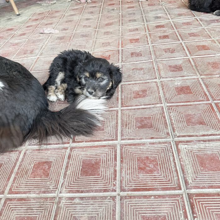 Отдам щенят в добрые руки