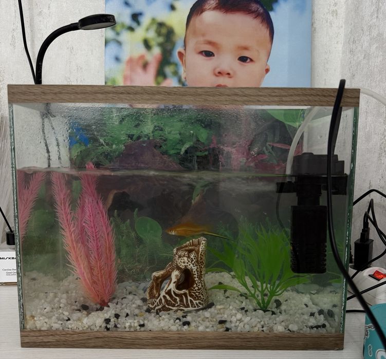 Продам аквариум с рыбкой