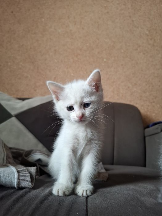 Продаются котята