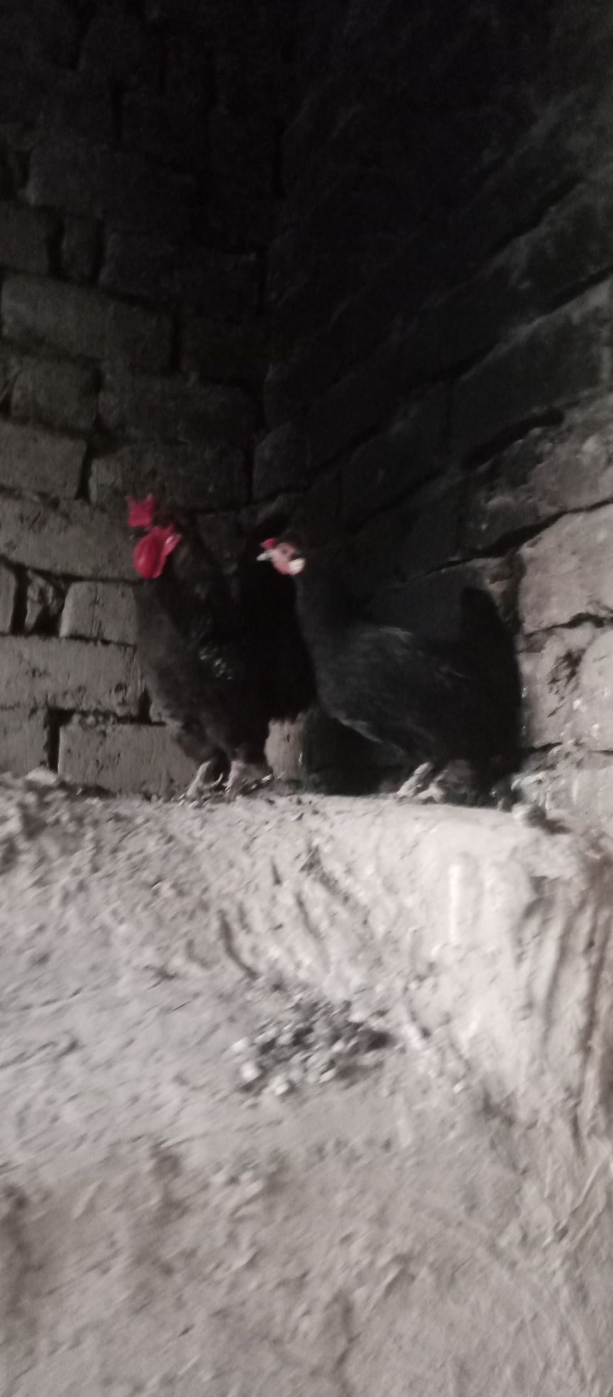 Yapon xoʻroz va tovuq sotiladi