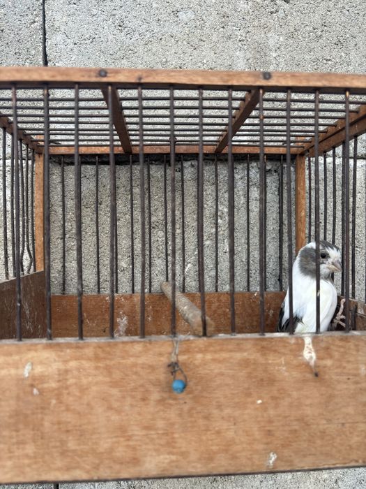 Продавам млади канари - канарчета