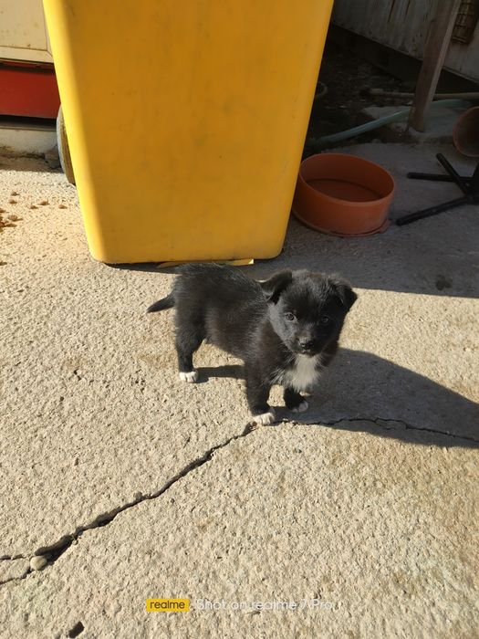 Ofer Cățeluși spre adopție