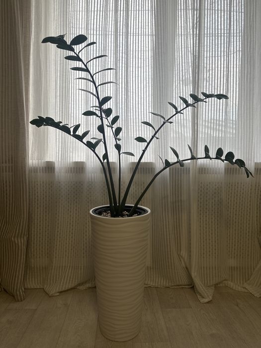 Замиокулькас в интерьерном кашпо.