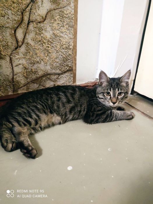 Котик даром в добрые руки