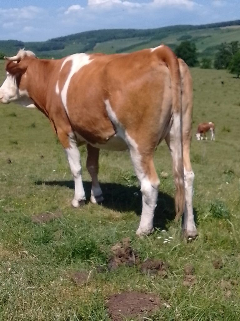 De vanzare 5 juninci gestante
