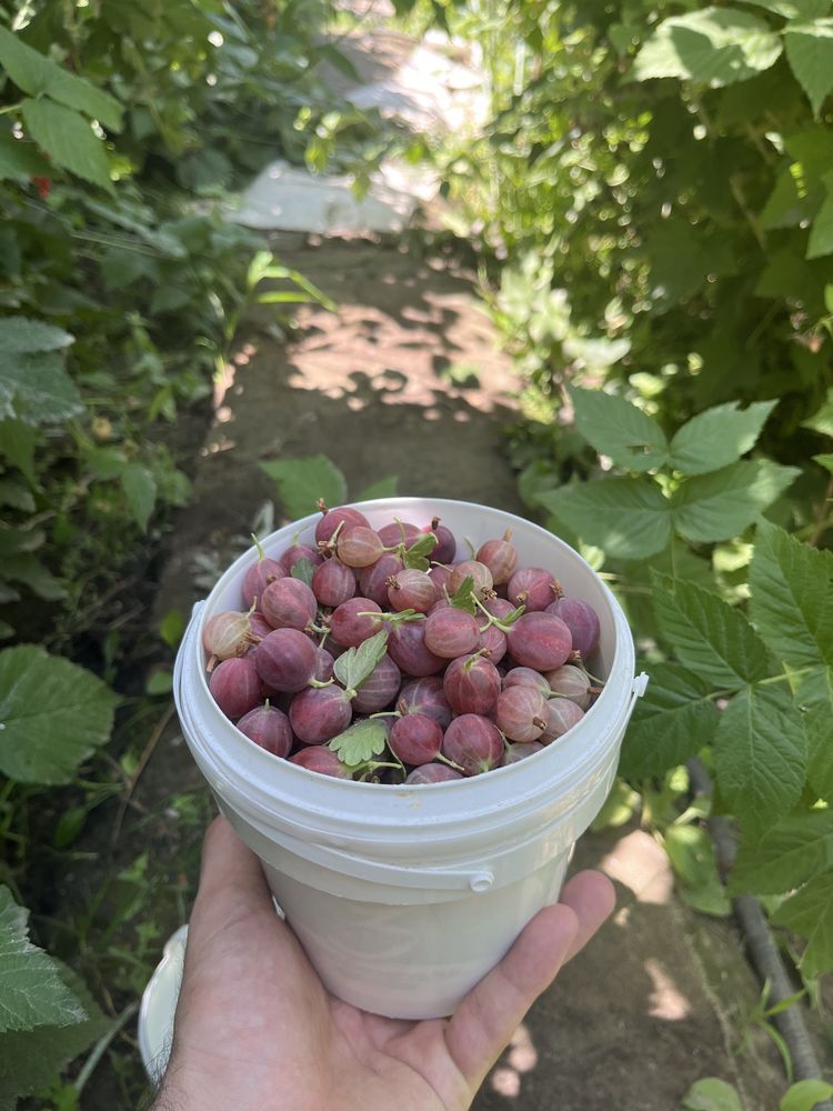 Продается малина смородина