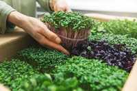 Наборы для проращивания микрозелени