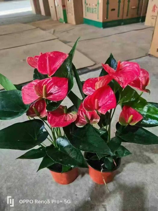 Цветок Спатифиллюм - Женское счастье