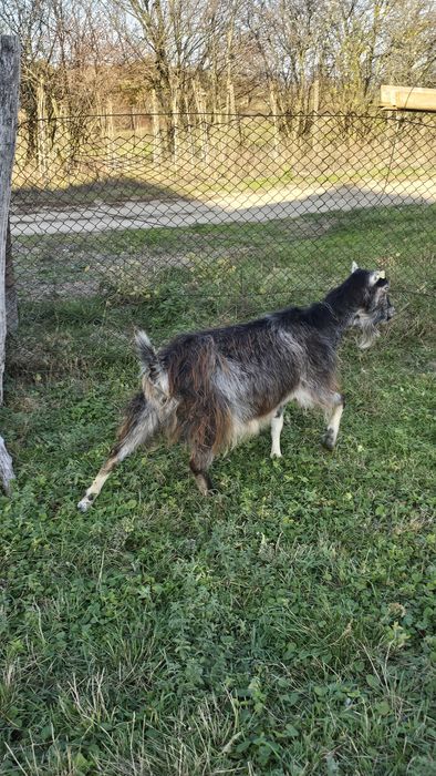 Vând două capre, gestante.