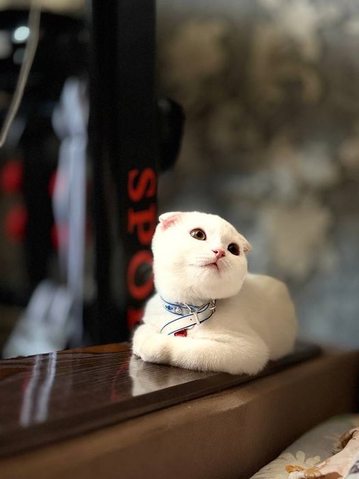 Oliy zotli mushuk sotiladi