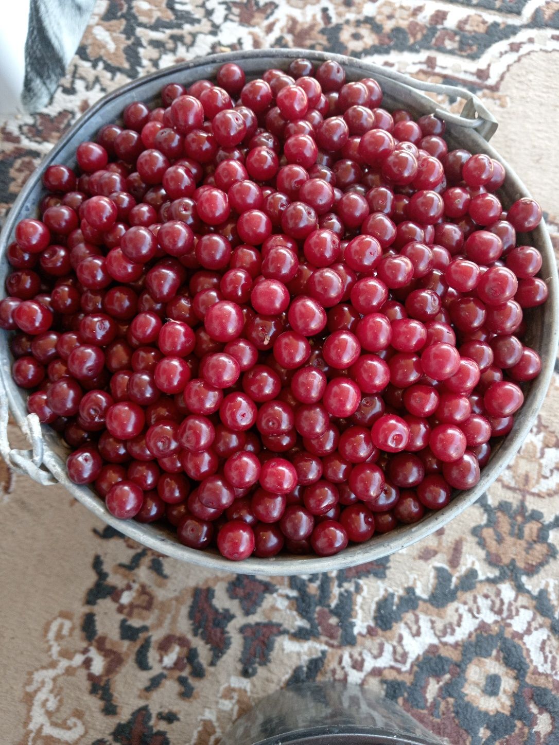 Продам садовую вишню