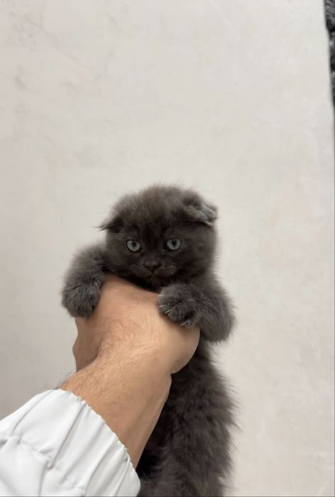 Scotish fold 2 oylik qiz qoni toza